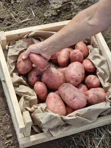 Быстрая доставка капусты, картошки, свеклы и моркови по Алтаю