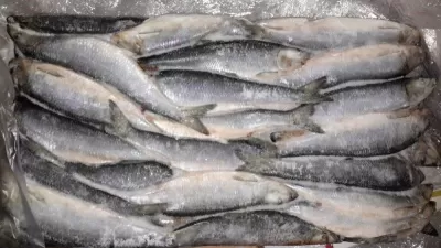 Свежемороженая рыба, ОПТ цены