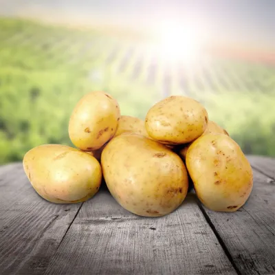 Продажа картофеля мелким и крупным оптом