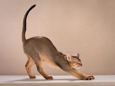 Абиссинские клубные котята раннее бронирование